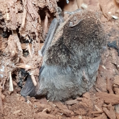 Chalinolobus sp. (genus) (A wattled bat) at Crace Grasslands - 21 Aug 2019 by Jiggy