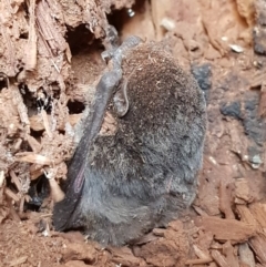Chalinolobus sp. (genus) at Mitchell, ACT - 21 Aug 2019