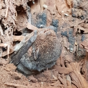 Chalinolobus sp. (genus) at Mitchell, ACT - 21 Aug 2019 01:49 PM