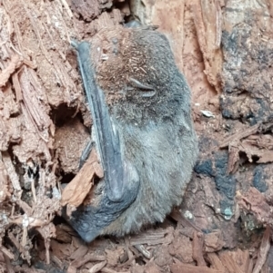 Chalinolobus sp. (genus) at Mitchell, ACT - 21 Aug 2019