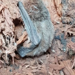 Chalinolobus sp. (genus) at Mitchell, ACT - 21 Aug 2019 01:49 PM