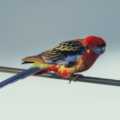 Platycercus elegans x eximius (hybrid) (Crimson x Eastern Rosella (hybrid)) at Duffy, ACT - 10 Aug 2020 by patrickcox