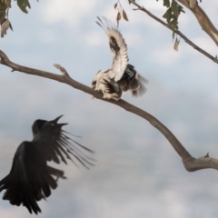 Dacelo novaeguineae (Laughing Kookaburra) at Duffy, ACT - 11 Aug 2020 by patrickcox