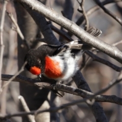 Petroica goodenovii at Tennent, ACT - 10 Aug 2020