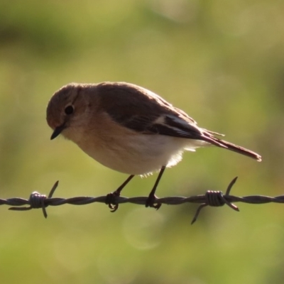 Petroica goodenovii (Red-capped Robin) at Tennent, ACT - 10 Aug 2020 by RodDeb