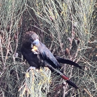 Calyptorhynchus lathami lathami (Glossy Black-Cockatoo) at Ulladulla - Warden Head Bushcare - 11 Aug 2020 by jhotchin