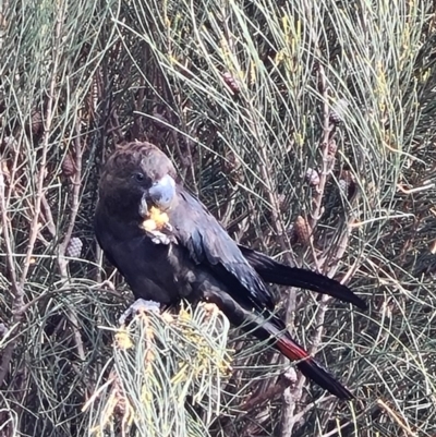 Calyptorhynchus lathami lathami (Glossy Black-Cockatoo) at Coomee Nulunga Cultural Walking Track - 11 Aug 2020 by jhotchin