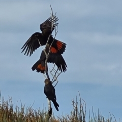 Calyptorhynchus lathami at Ulladulla, NSW - 11 Aug 2020