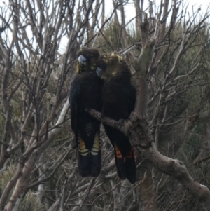 Calyptorhynchus lathami lathami at Ulladulla, NSW - suppressed