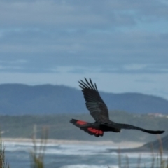 Calyptorhynchus lathami lathami at Ulladulla, NSW - suppressed