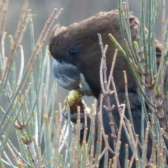 Calyptorhynchus lathami lathami at Ulladulla, NSW - suppressed