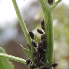 Aphididae (family) (Unidentified aphid) at Banks, ACT - 3 Mar 2020 by MichaelBedingfield