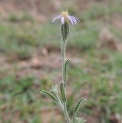 Vittadinia cuneata var. cuneata (Fuzzy New Holland Daisy) at Banks, ACT - 3 Mar 2020 by michaelb