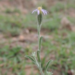 Vittadinia cuneata var. cuneata at Banks, ACT - 3 Mar 2020