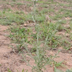 Vittadinia cuneata var. cuneata at Banks, ACT - 3 Mar 2020