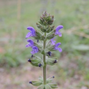 Salvia verbenaca var. verbenaca at Banks, ACT - 3 Mar 2020 07:34 PM