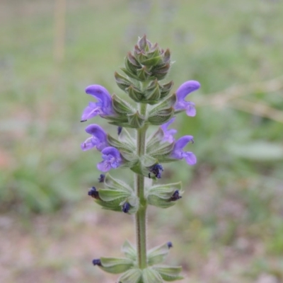 Salvia verbenaca var. verbenaca (Wild Sage) at Banks, ACT - 3 Mar 2020 by MichaelBedingfield