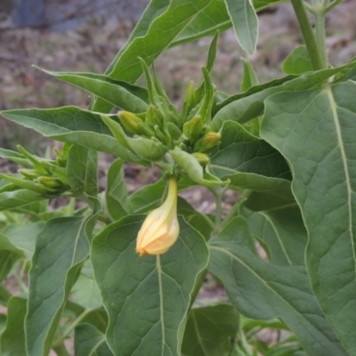 Mirabilis jalapa (Four O'clock Plant or Marvel of Peru) at Banks, ACT - 3 Mar 2020 by michaelb