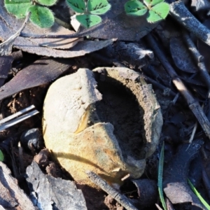 Scleroderma sp. at Latham, ACT - 24 Jun 2020