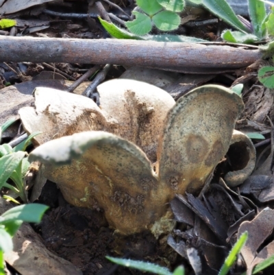 Scleroderma sp. (Scleroderma) at Macgregor, ACT - 24 Jun 2020 by Caric