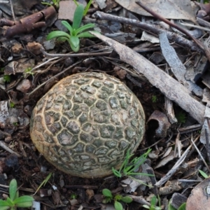 Scleroderma sp. at Macgregor, ACT - 24 Jun 2020