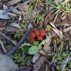 Unidentified Cap on a stem; gills below cap [mushrooms or mushroom-like] (TBC) at Latham, ACT - 26 Jun 2020 by Caric
