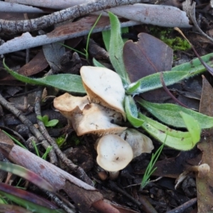 zz agaric (stem; gills white/cream) at Macgregor, ACT - 24 Jun 2020 11:55 AM