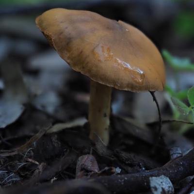 Cortinarius sp. (Cortinarius) at Umbagong District Park - 7 Jul 2020 by Caric