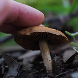 Cortinarius sp. at Macgregor, ACT - 7 Jul 2020 12:01 PM