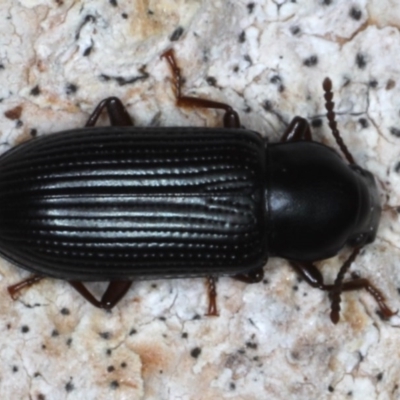 Unidentified Darkling beetle (Tenebrionidae) at Guerilla Bay, NSW - 31 Jul 2020 by jb2602