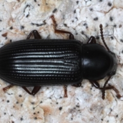 Unidentified Darkling beetle (Tenebrionidae) at Guerilla Bay, NSW - 31 Jul 2020 by jbromilow50