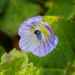 Veronica persica (Creeping Speedwell) at Dickson, ACT - 12 Aug 2020 by trevorpreston