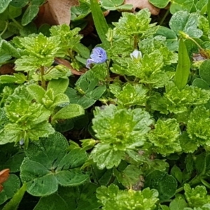 Veronica persica at Dickson, ACT - 12 Aug 2020