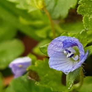 Veronica persica at Dickson, ACT - 12 Aug 2020