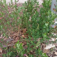 Chenopodium album (Fat Hen) at Dickson, ACT - 11 Aug 2020 by tpreston