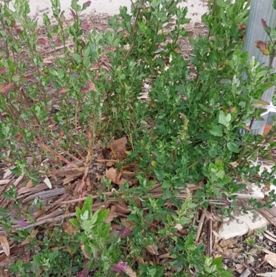 Chenopodium album (Fat Hen) at Dickson, ACT - 11 Aug 2020 by tpreston