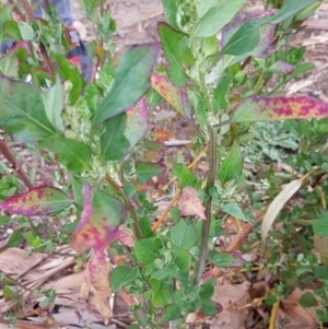 Chenopodium album at Dickson, ACT - 12 Aug 2020 09:37 AM