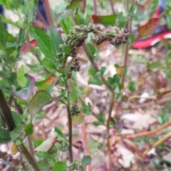 Chenopodium album at Dickson, ACT - 12 Aug 2020 09:37 AM