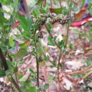 Chenopodium album at Dickson, ACT - 12 Aug 2020