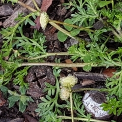 Cotula australis at Dickson, ACT - 12 Aug 2020