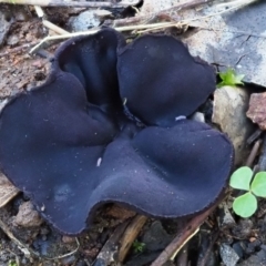 zz – ascomycetes - apothecial (Cup fungus) at Latham, ACT - 2 Aug 2020 by Caric