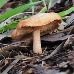 Unverified Cap on a stem; gills below cap [mushrooms or mushroom-like] at Latham, ACT - 27 Jun 2020 by Caric