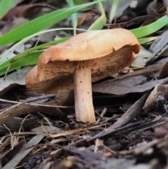 Unidentified Cap on a stem; gills below cap [mushrooms or mushroom-like] at Latham, ACT - 27 Jun 2020 by Caric