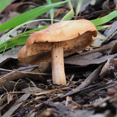 Unidentified Cap on a stem; gills below cap [mushrooms or mushroom-like] at Latham, ACT - 27 Jun 2020 by Caric