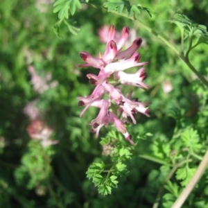 Fumaria muralis subsp. muralis at Cook, ACT - 11 Aug 2020