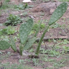 Opuntia sp. (Prickly Pear) at Banks, ACT - 3 Mar 2020 by MichaelBedingfield