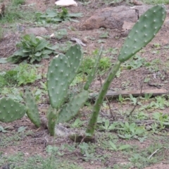Opuntia sp. (Prickly Pear) at Rob Roy Range - 3 Mar 2020 by michaelb