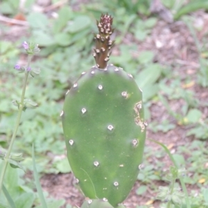 Opuntia sp. at Banks, ACT - 3 Mar 2020