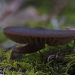 zz agaric (stem; gills not white/cream) at Latham, ACT - 18 Jul 2020