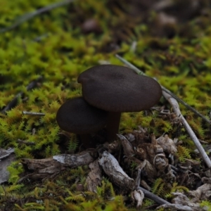 zz agaric (stem; gills not white/cream) at Latham, ACT - 18 Jul 2020